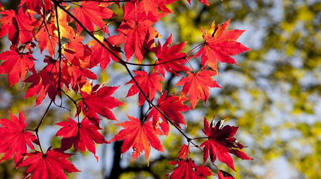 meteo autunno foglie