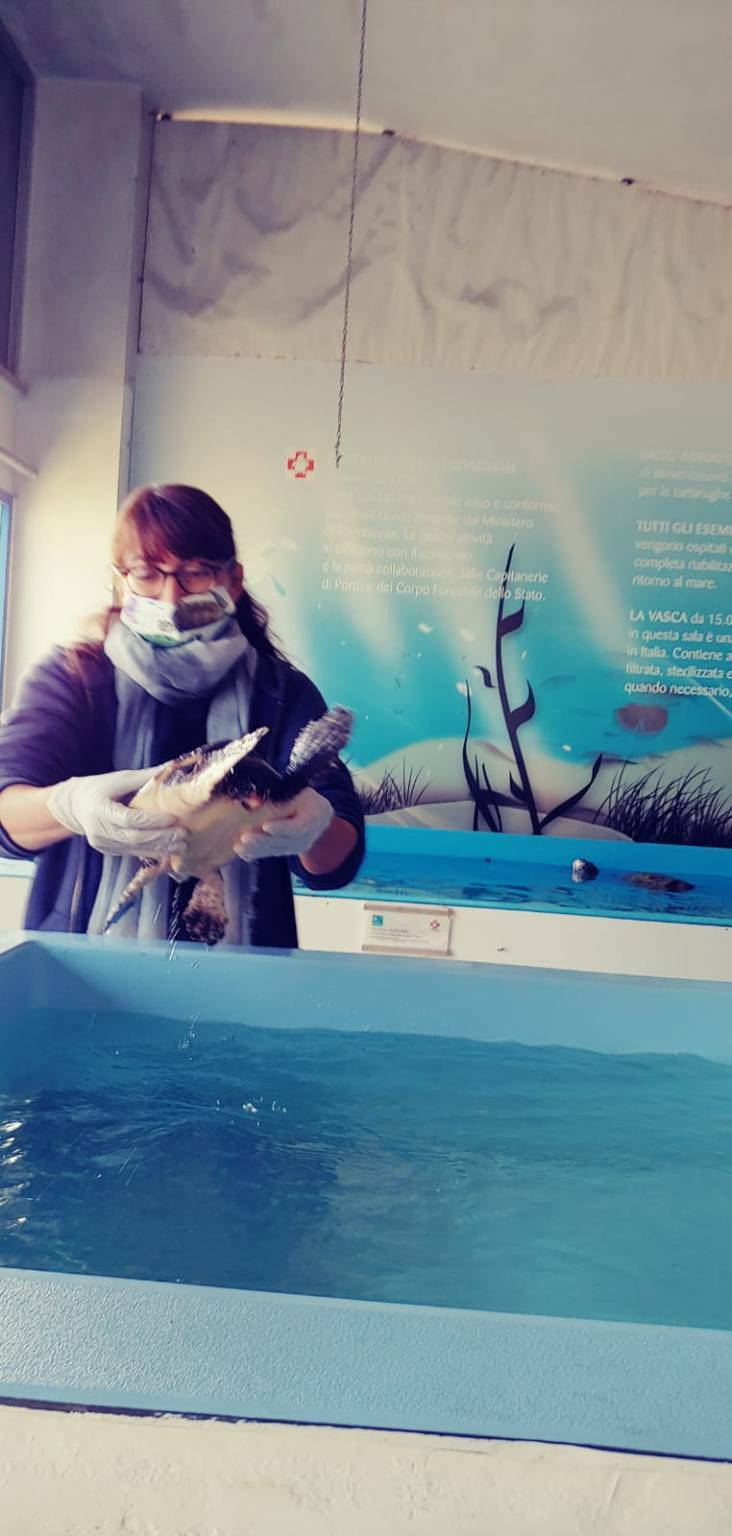 Riccione, i membri di Fondazione Cetacea accompagnano la tartaruga 'Roccia' nel suo viaggio verso la libertà