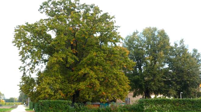 albero monumentale