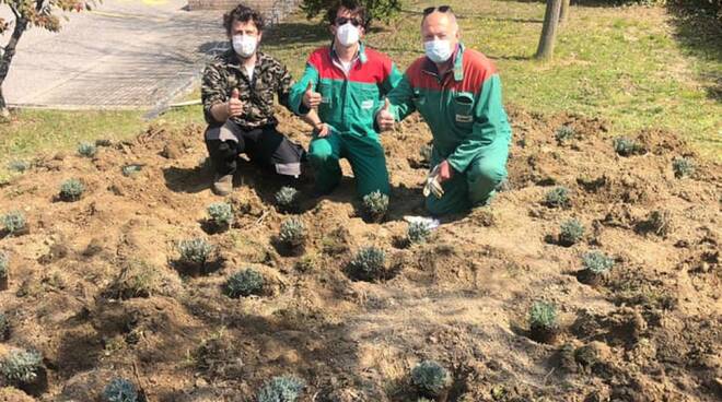 casola valsenio aiuola di lavanda 