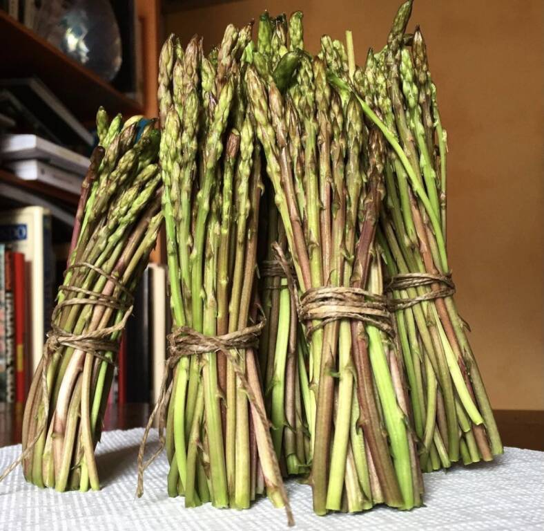 Asparagi selvaggi