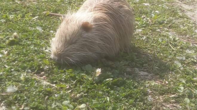 nutria nutrie parco teodorico 