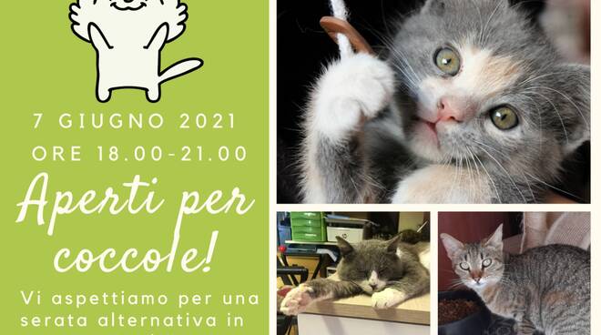 infermeria felina di bizzuno