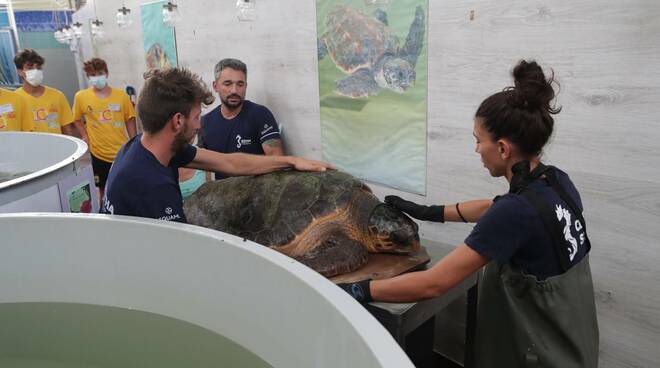 Godzilla, la tartaruga più grande mai curata dal Centro Ricerche di Marina di Ravenna