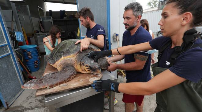 Godzilla, la tartaruga più grande mai curata dal Centro Ricerche di Marina di Ravenna