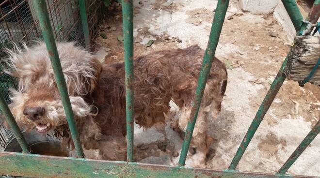 maltrattamenti lagotto