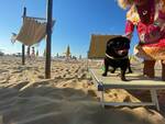 Rimini-spiaggia per cani