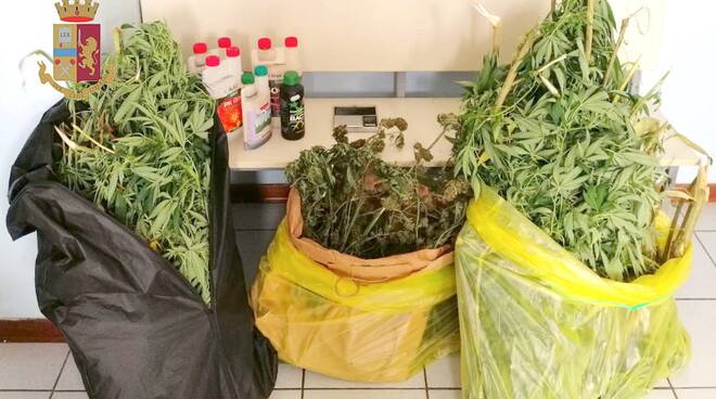 In casa coltiva piante di cannabis di tre metri: spacciatore 30enne in arresto a Ravenna