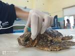 Cestha di Marina di Ravenna, salvata la centesima tartaruga del 2021