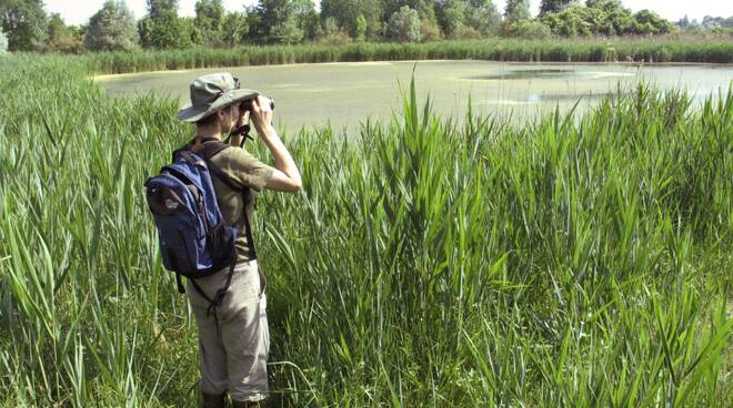 Birdwatching