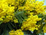 Mimose