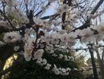 meteo - primavera - cielo sereno - piante in fiore