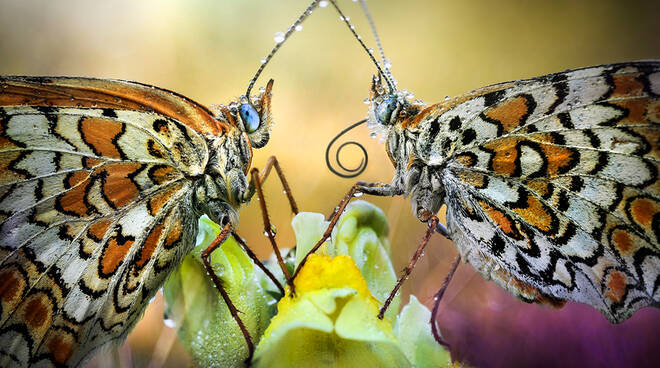 Farfalle (Foto Panizza)