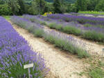 Lavanda