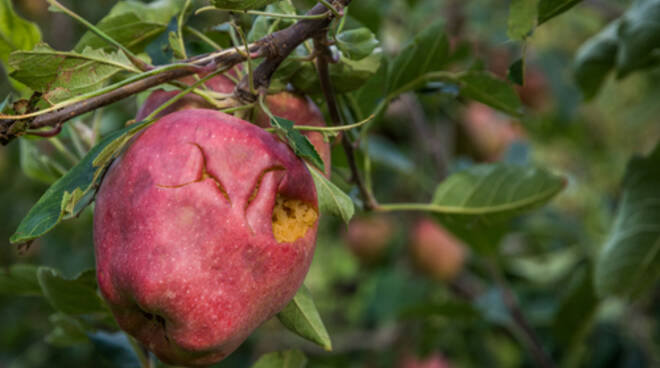 Frutta marcia