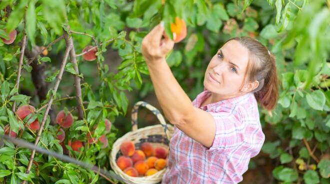 raccolta frutta