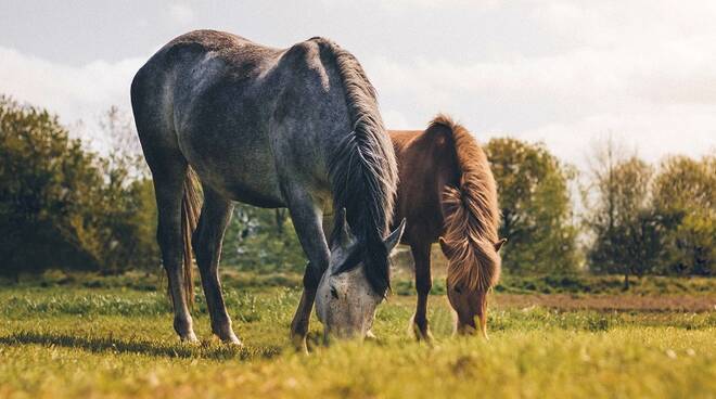 cavallo