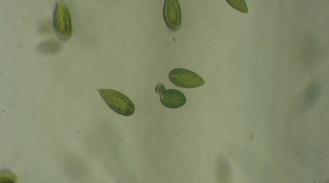 Alga Scura