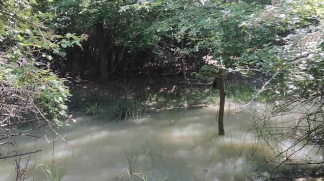 Nella pineta di Classe si inizia a riportare acqua dolce in una delle Basse"