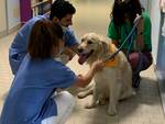 "Dog-tori in reparto": funziona il progetto di pet-therapy alla Pediatria dell'ospedale di Forlì