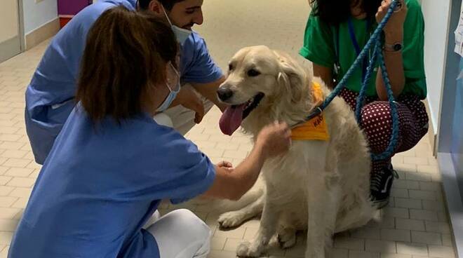 "Dog-tori in reparto": funziona il progetto di pet-therapy alla Pediatria dell'ospedale di Forlì