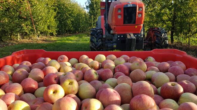 agricoltura lavoro nei campi mele seminare