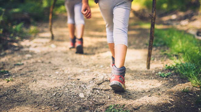 piedi passeggiata natura bosco pineta sentiero