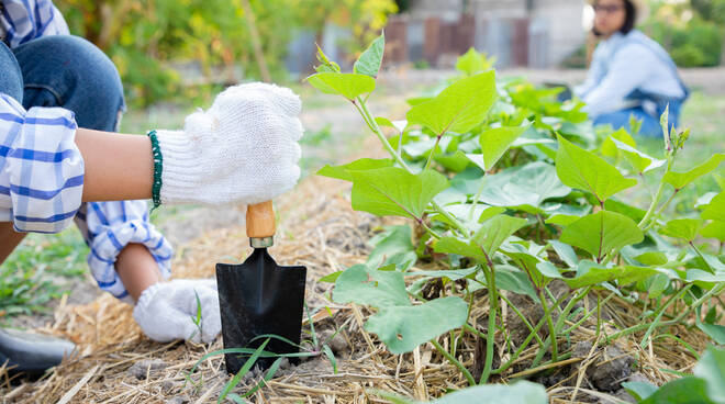 Quattro attrezzi da giardinaggio essenziali e come usarli per ottenere un  giardino perfetto 