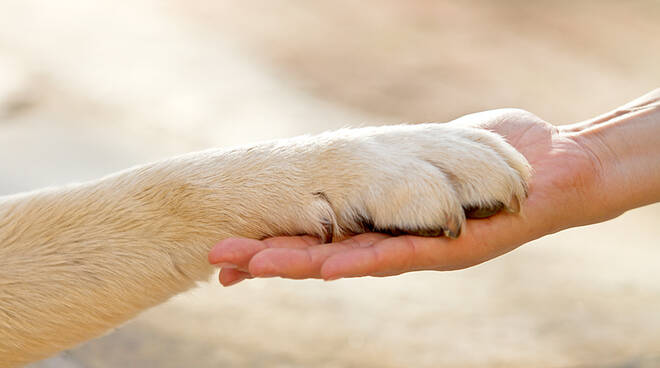 cane e padrone