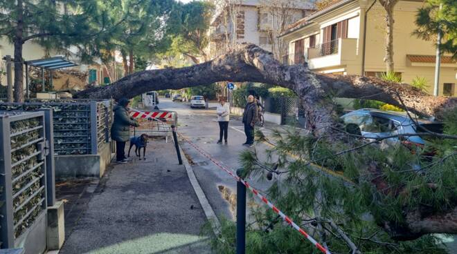 Albero abbattuto Riccione