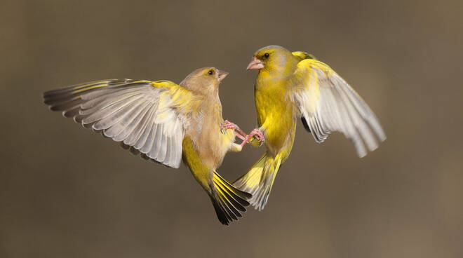 verdoni in volo