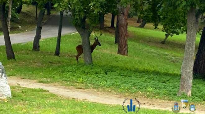 capriolo nel parco