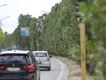 pioppi cipressini viale alberti da abbattere