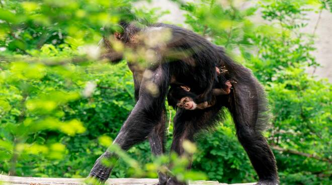 Scimpanzè nuovo nato allo Zoo Safari di Ravenna