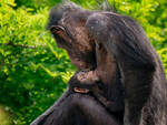 Scimpanzè nuovo nato allo Zoo Safari di Ravenna